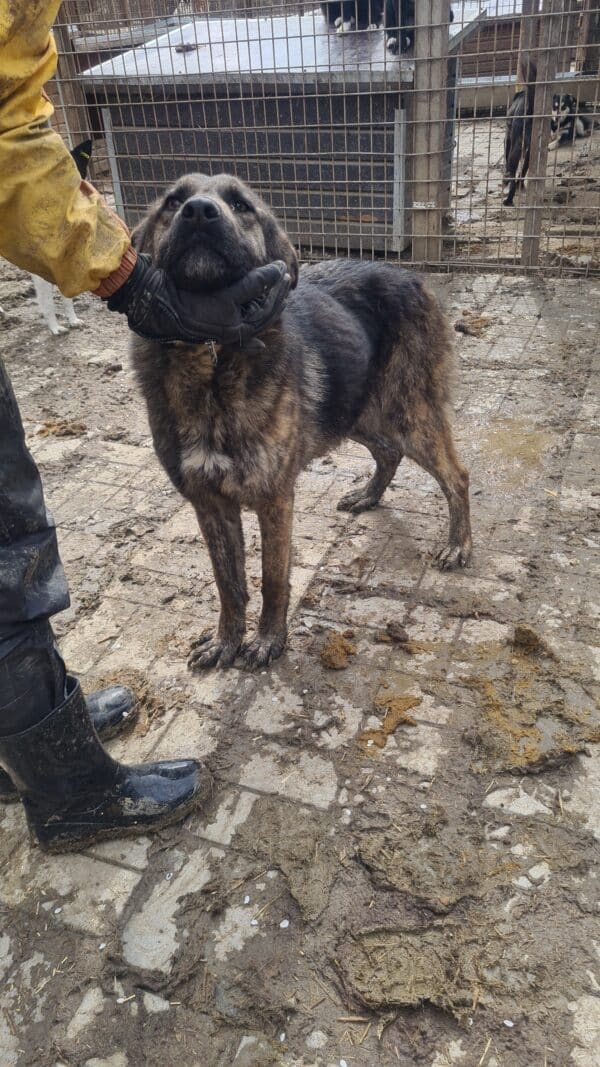 KASCHKA (♀) – Bild 9