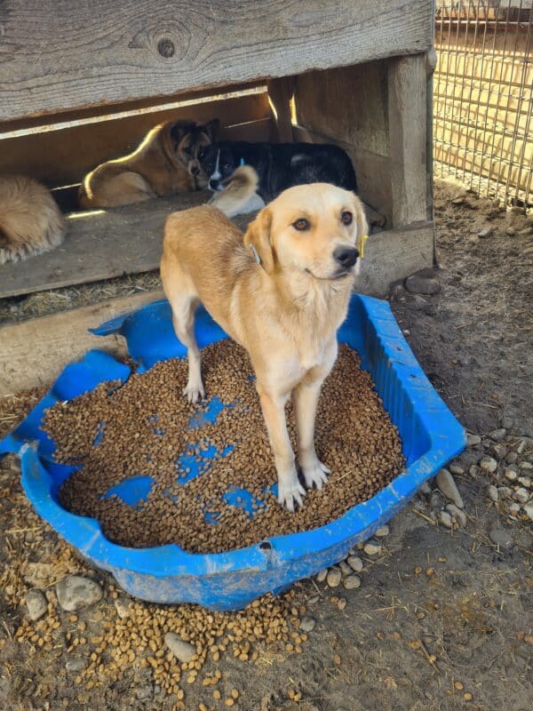 ANNIKA - reserviert Tierhilfe Lebenswert DR – Bild 4