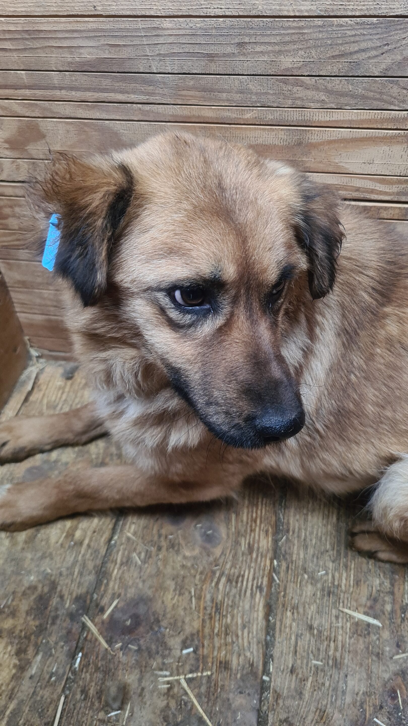 MALEWA (♀) – Bild 11