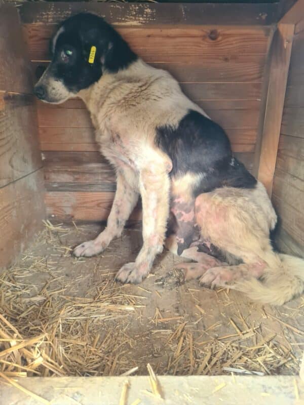 NORA - Notfall-Oma - auf PDR PS als Gnadenplatzhund gereist – Bild 5