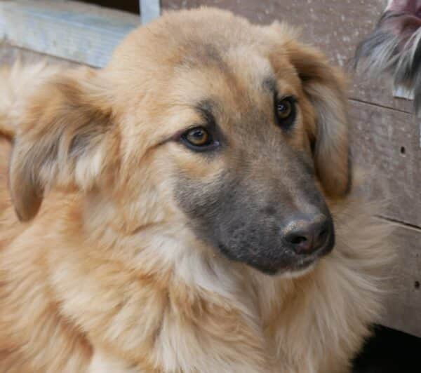 QARI - ausgereist zur Hundescheune Fläming – Bild 4