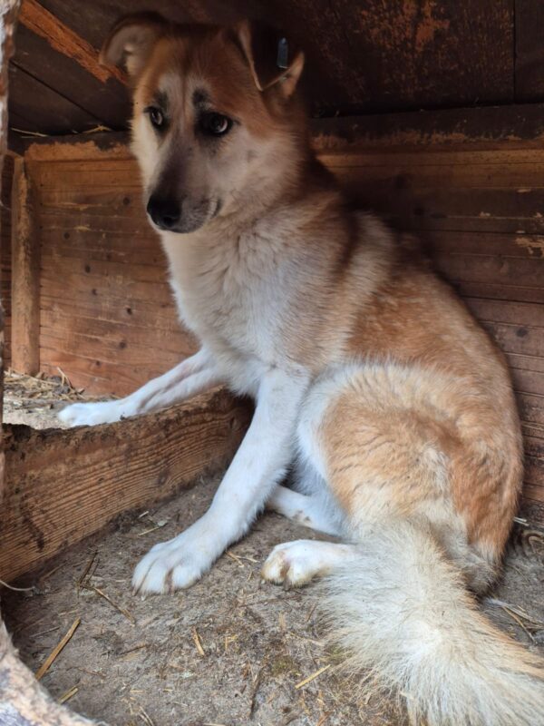 SHILO (♂) – Bild 2