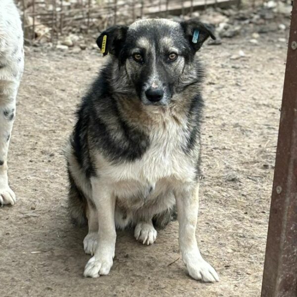 PELE (♂) – Bild 4