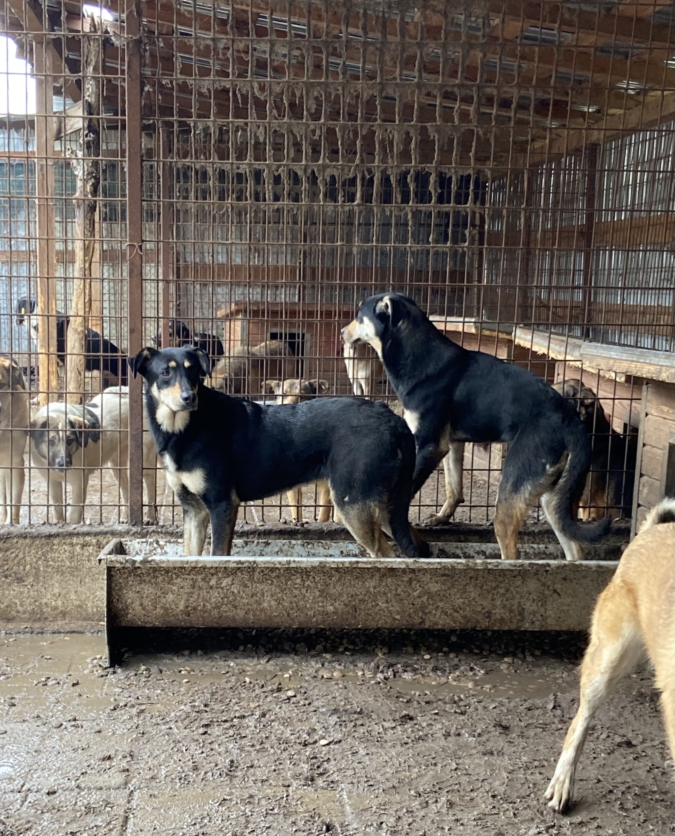 VAYANA (♀) ( = ESRA) – Bild 4