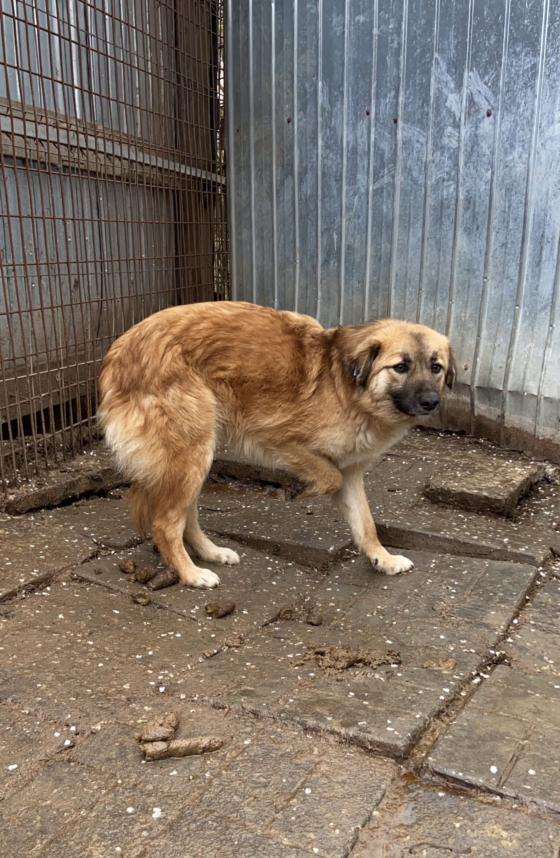 FUCHSIA (♀) – Bild 4