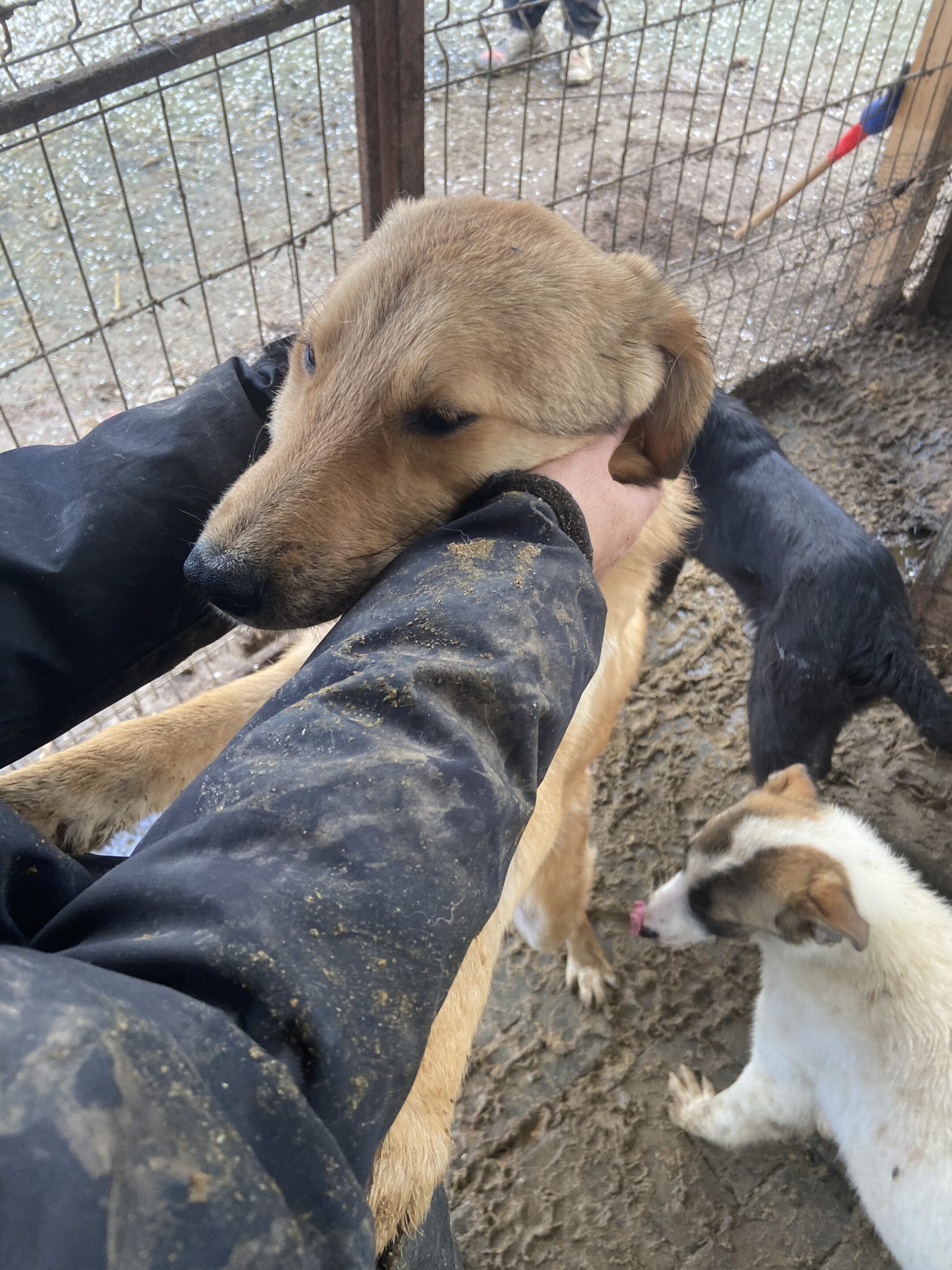 KAMPARI - Hautprobleme, sehr müde, dünn - reserviert JW - vermittelt – Bild 3