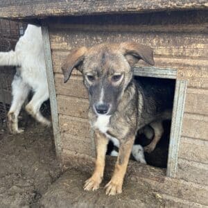 POLLY - med. Notfall - auf PDR PS im PLZ Bezirk 92 *vermittelt*