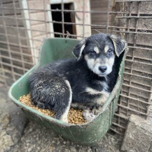 DORO - Notfall - reserviert TH Filderstadt - vermittelt