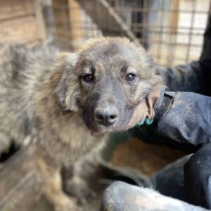 BETSIE - NOTFALL - auf PDR PS in PLZ Bezirk 76 - vermittelt