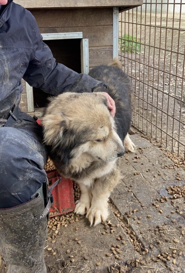 MUKKEL - reserviert LS  - vermittelt – Bild 5
