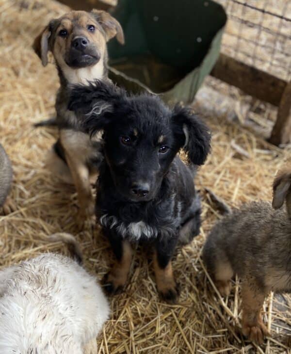 LAWA - beginnende Hautprobleme - reserviert Kinder- und Tierschutzhof Hahnenberg e.V. - vermittelt – Bild 2