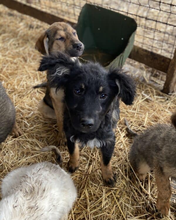 LAWA - beginnende Hautprobleme - reserviert Kinder- und Tierschutzhof Hahnenberg e.V. - vermittelt – Bild 7