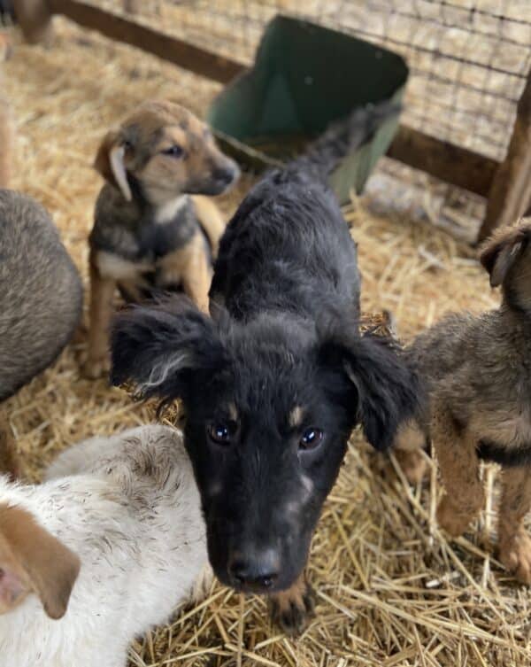LAWA - beginnende Hautprobleme - reserviert Kinder- und Tierschutzhof Hahnenberg e.V. - vermittelt – Bild 3