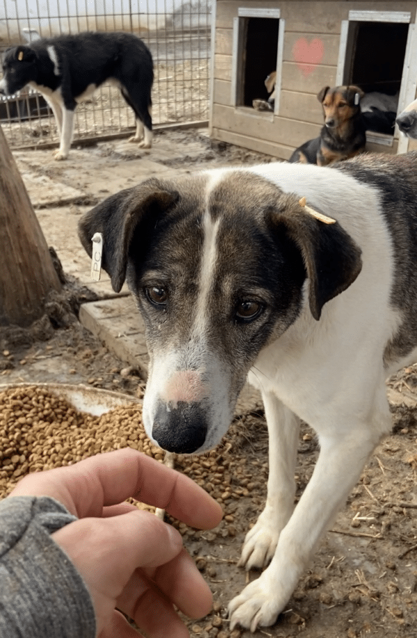 CRISSY (♀) – Bild 4