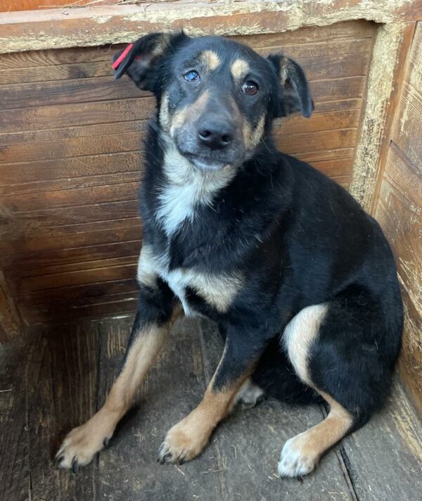 NELL (♀) - vermittelt NH – Bild 10