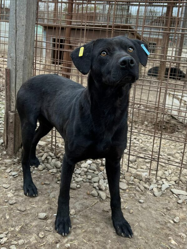 ARAGON - reserviert Tierhilfe Lebenswert DR - vermittelt – Bild 2