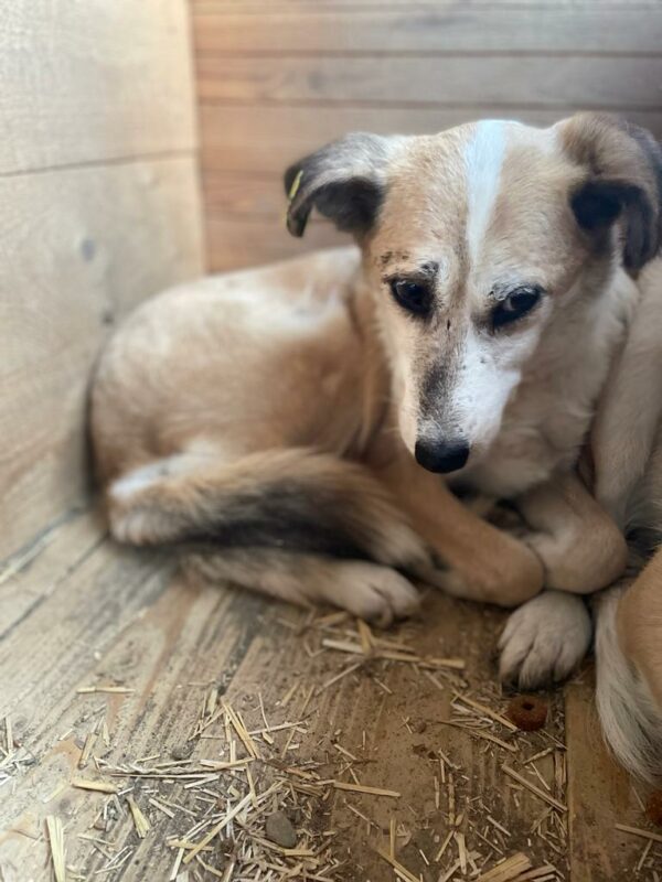 DAWSON (♂) - Notfall zu dünn, lahmt hinten, dringend Platz gesucht – Bild 4