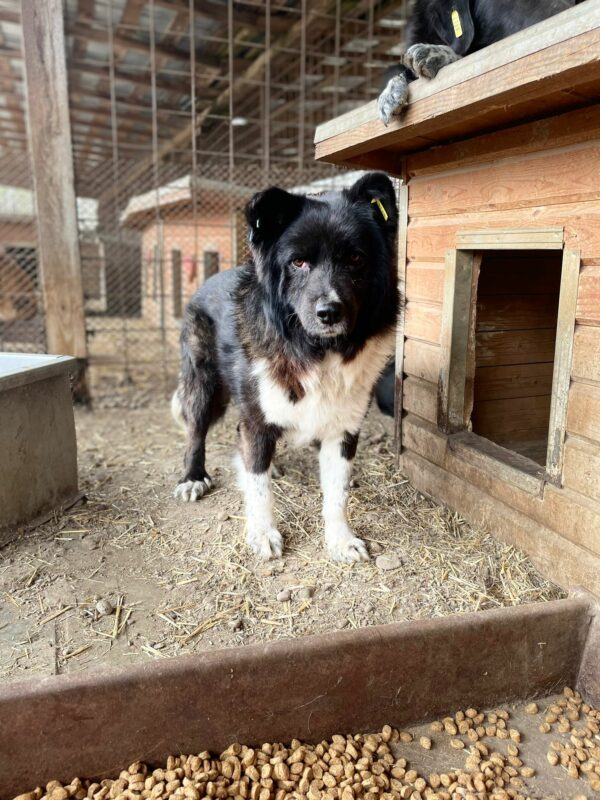 JOSHY (♂) – Bild 3
