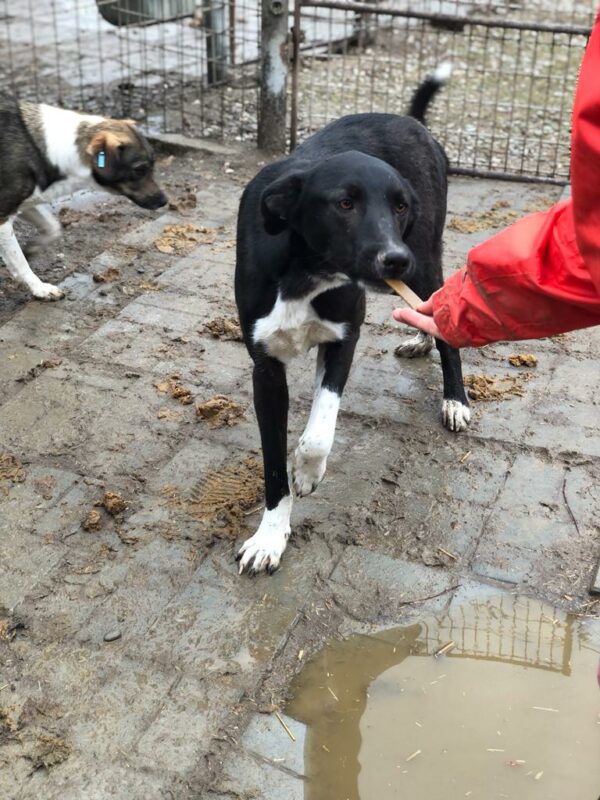JETHRO (♂) – Bild 4