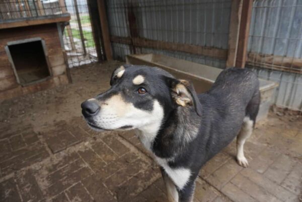 LANIE - reserviert Alexandra - vermittelt – Bild 5