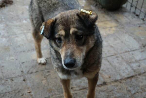THERESA (♀) – Bild 13