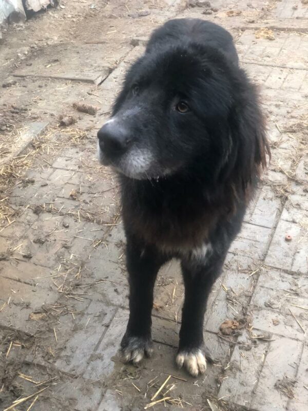 RASMUS - ausgereist zum Kinder- und Tierschutzhof Hahnenberg – Bild 4