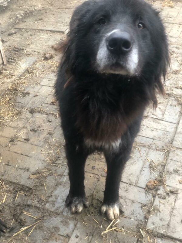 RASMUS - ausgereist zum Kinder- und Tierschutzhof Hahnenberg – Bild 3
