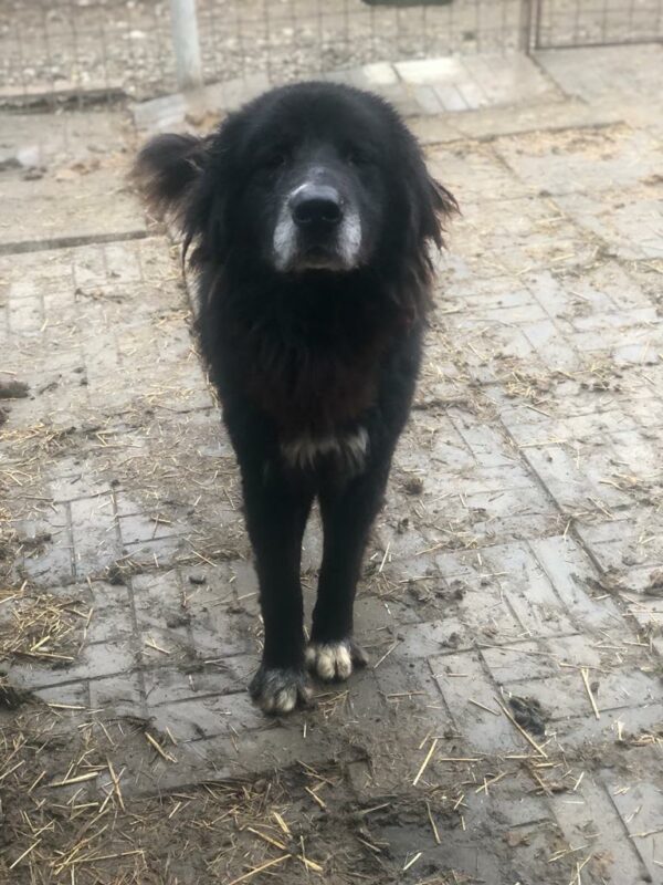 RASMUS - ausgereist zum Kinder- und Tierschutzhof Hahnenberg – Bild 2