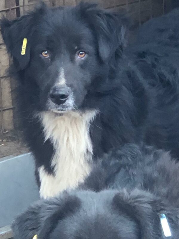 BALDUR (♂) – Bild 2