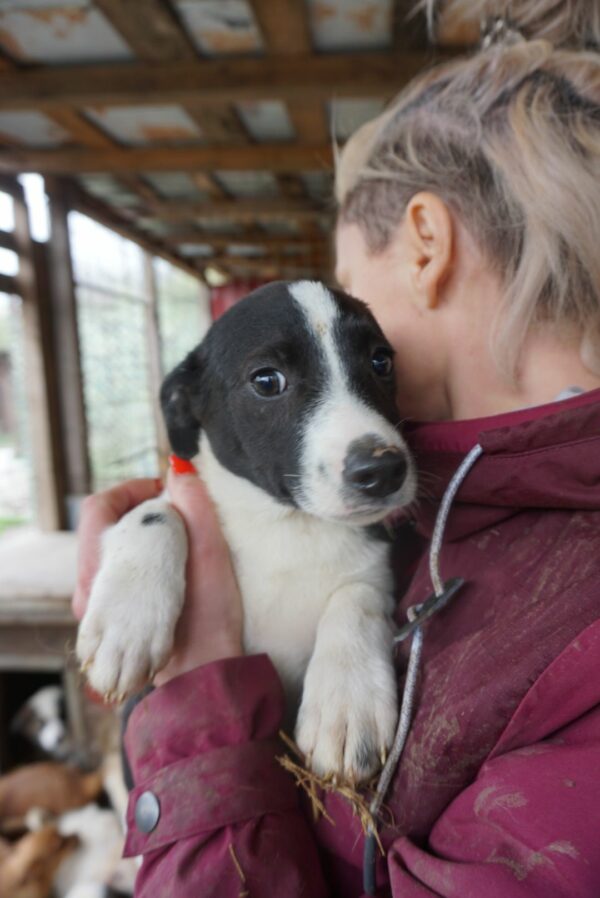 HOSHI- reserviert JW - vermittelt – Bild 3