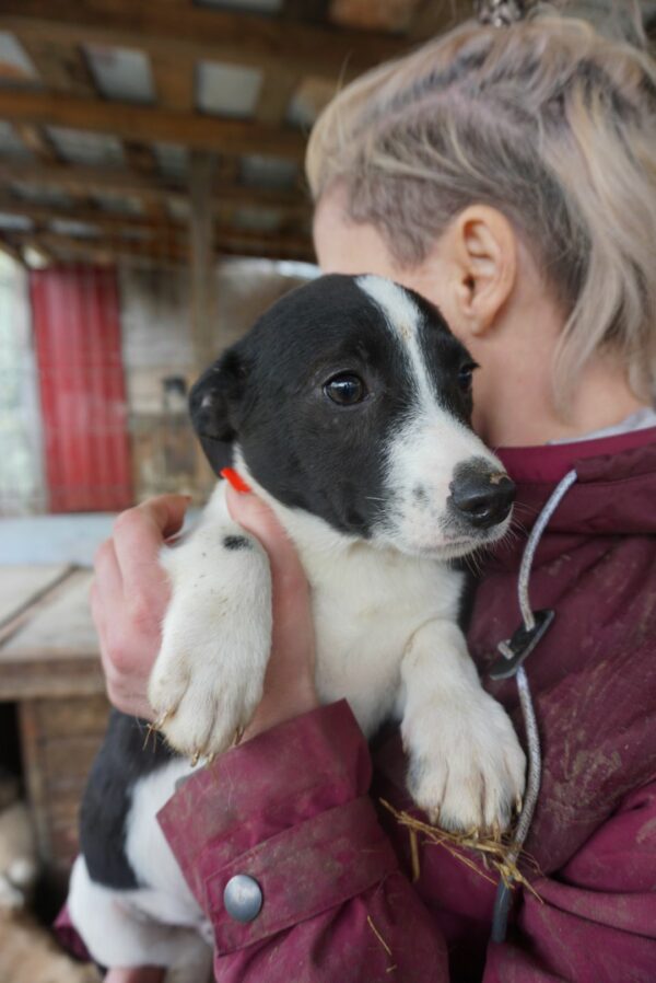 HOSHI- reserviert JW - vermittelt – Bild 4