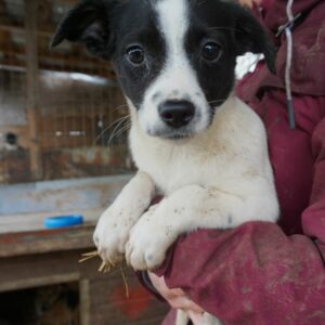 ZOEY – reserviert Tierheim Gifhorn - vermittelt