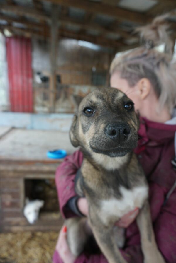 BABETTE - reserviert Betty - vermittelt – Bild 2