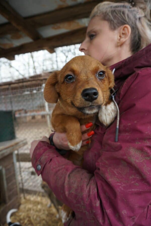 MONI - reserviert Tierheim Gifhorn - vermittelt – Bild 2