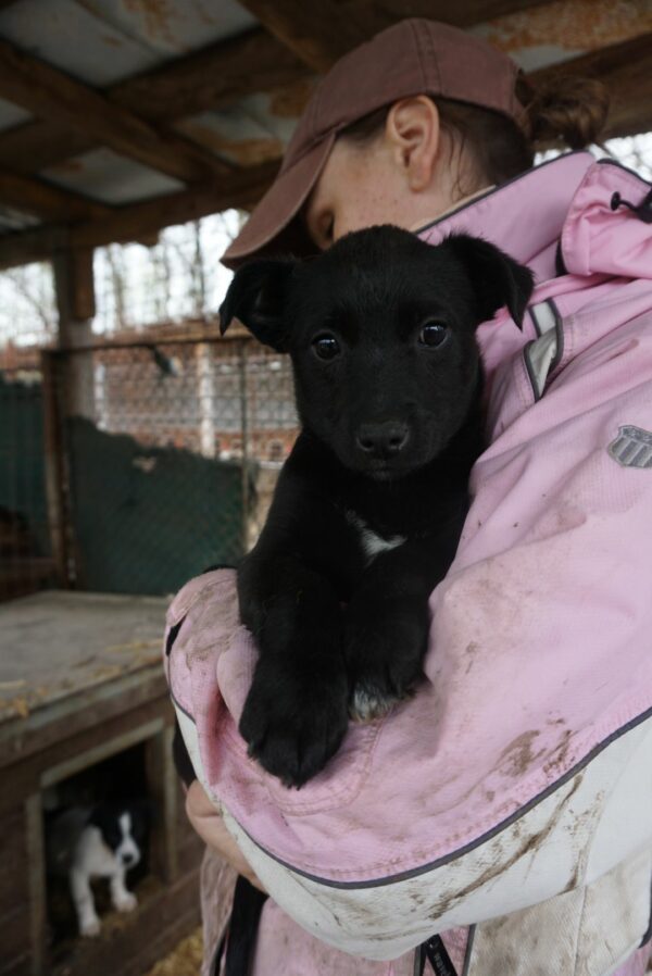 ESINA – reserviert Tierheim Gifhorn - vermittelt – Bild 2