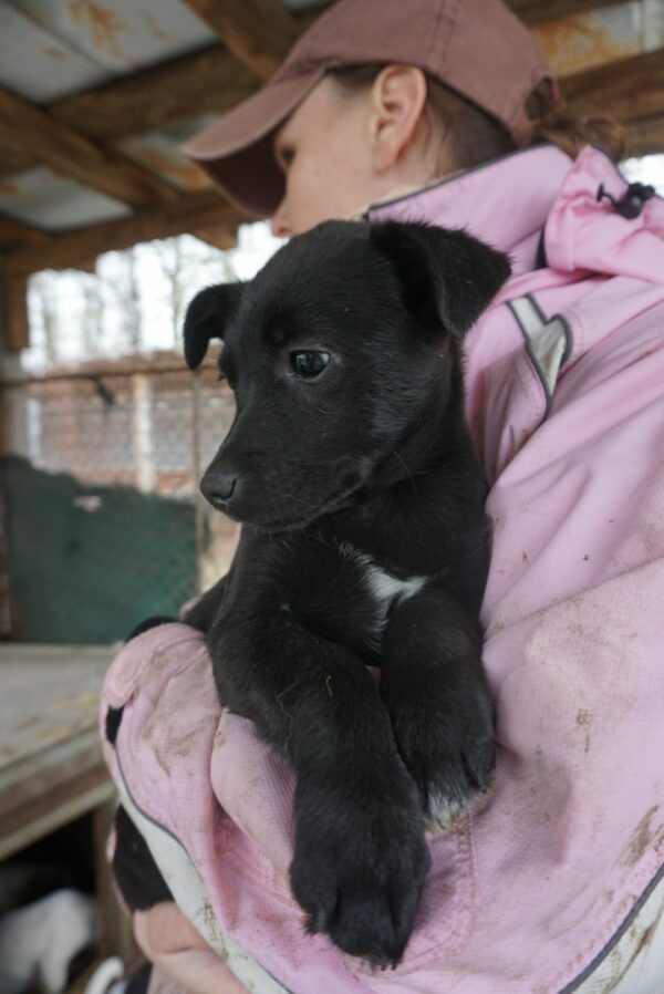 ESINA – reserviert Tierheim Gifhorn - vermittelt – Bild 3