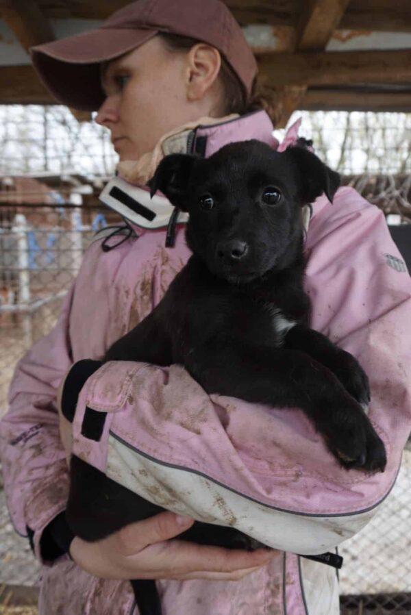 ESINA – reserviert Tierheim Gifhorn - vermittelt – Bild 5