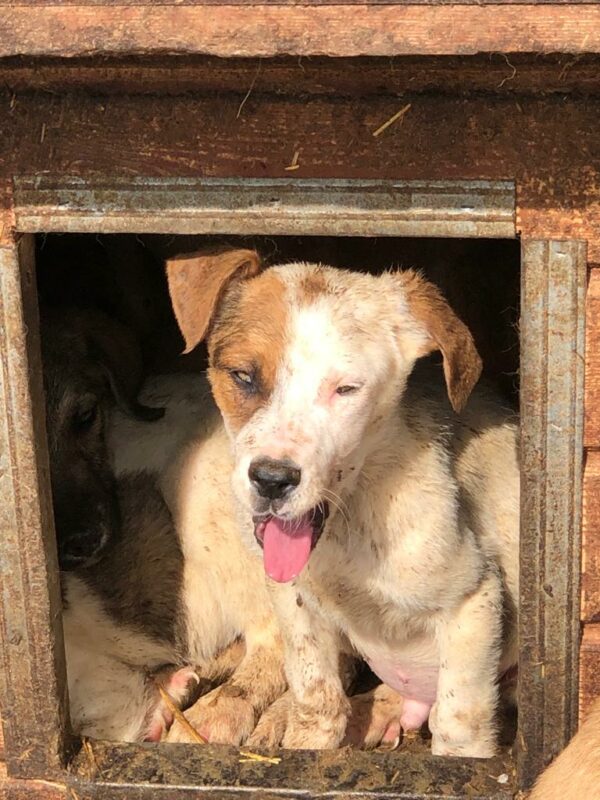PUMBA - dringend Platz gesucht - auf PDR PS im PLZ Bezirk 2 - vermittelt – Bild 11