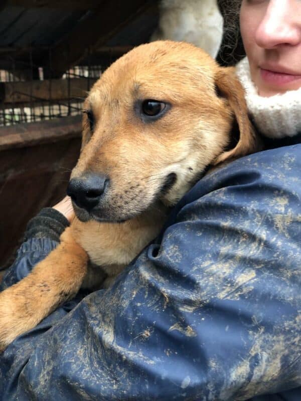 TIMON - ausgereist zum Kinder- und Tierschutzhof Hahnenberg – Bild 2
