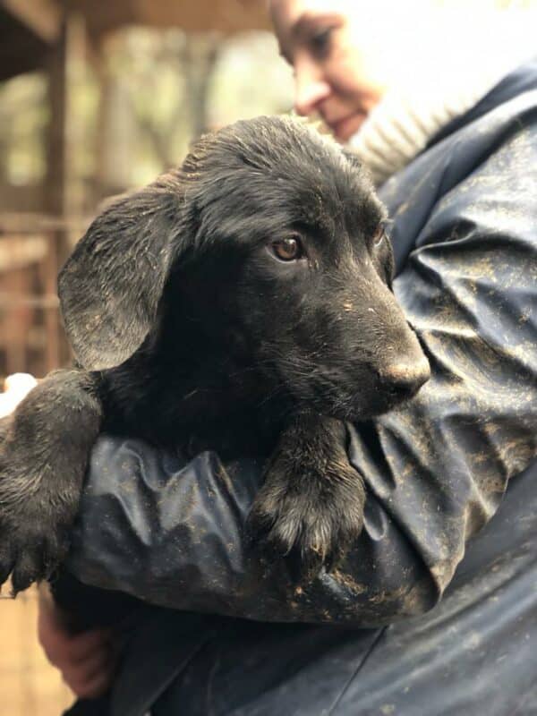 LILLIFEE - ausgereist zum Kinder- und Tierschutzhof Hahnenberg – Bild 3