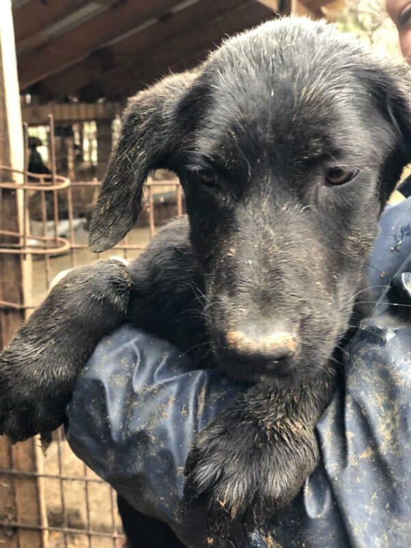 LILLIFEE - ausgereist zum Kinder- und Tierschutzhof Hahnenberg – Bild 4