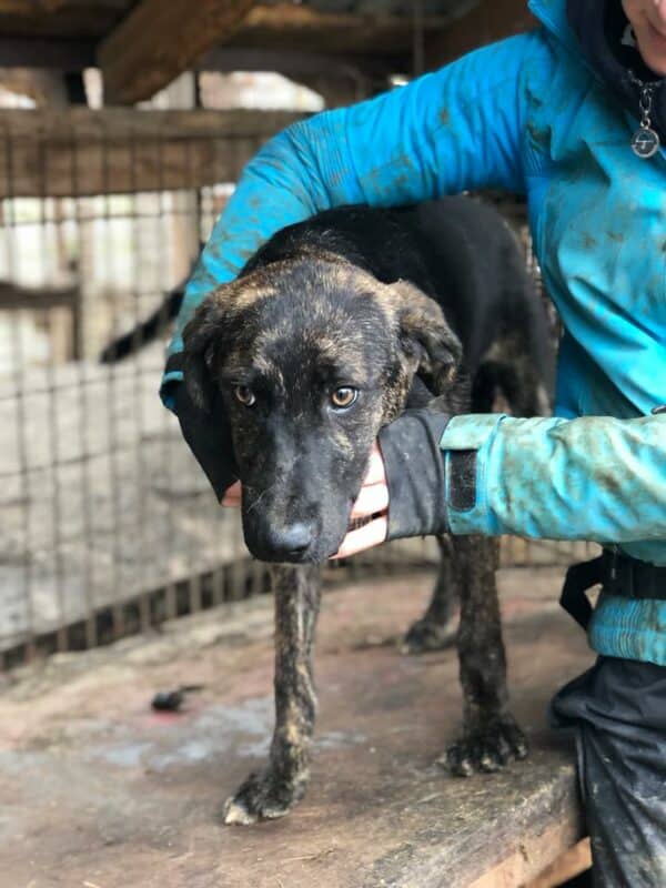 HAGEN - vermittelt Betty – Bild 5