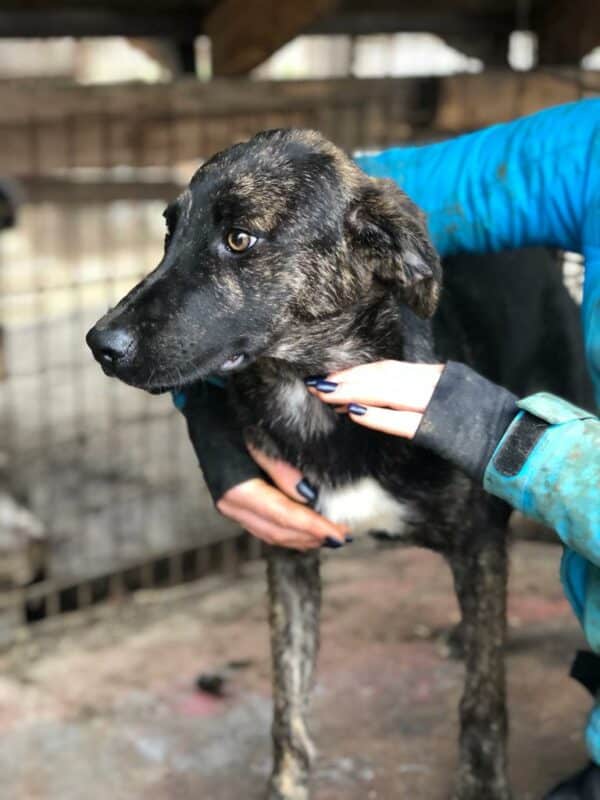 HAGEN - vermittelt Betty – Bild 3