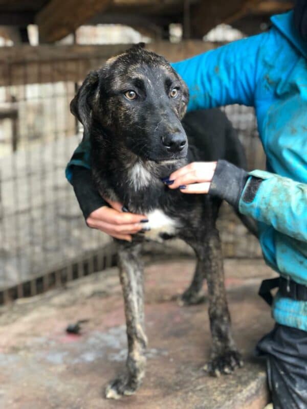 HAGEN - vermittelt Betty