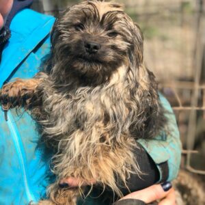 WIRBEL - reserviert 4animals  - vermittelt
