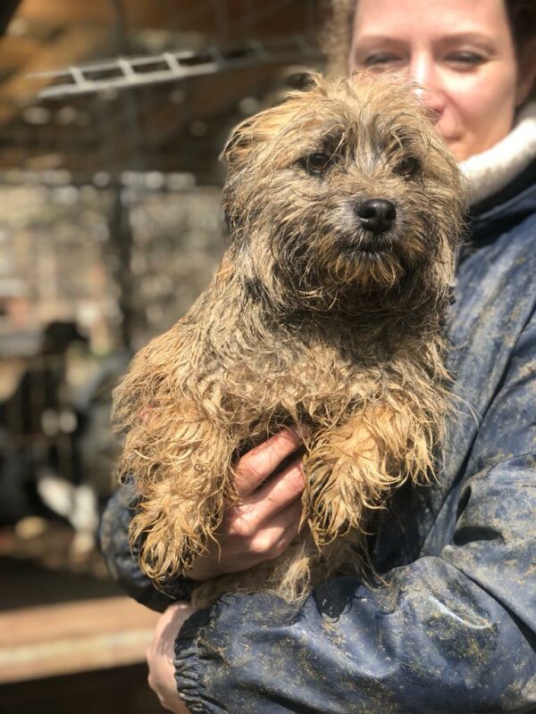 JÜTTE - reserviert 4animals - vermittelt – Bild 2