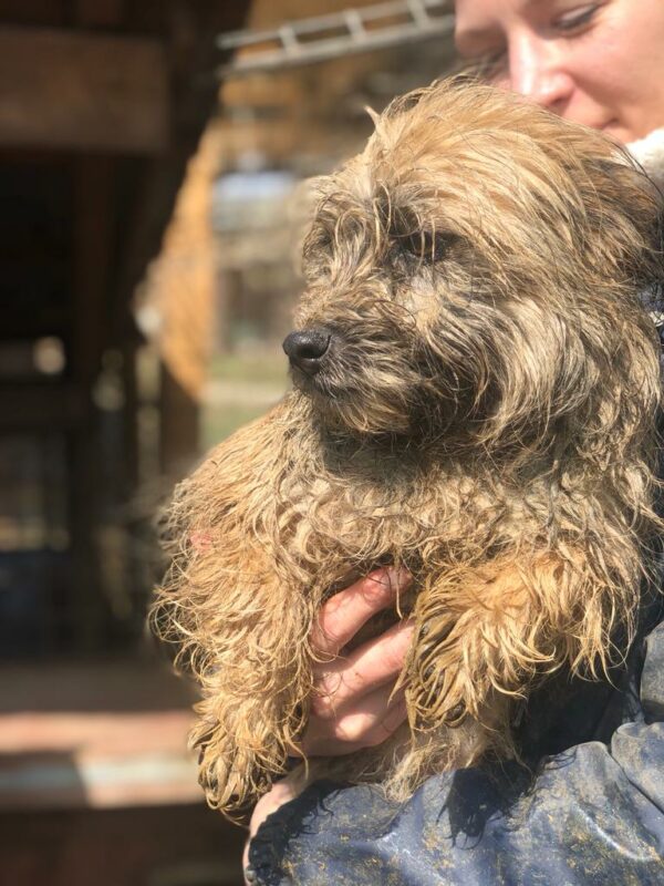 JÜTTE - reserviert 4animals - vermittelt – Bild 4