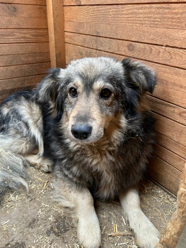 RASTI - vermittelt Betty – Bild 5