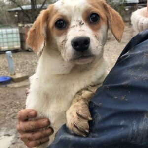 TARY - reserviert Laborbeagle Hilfe e.V. - vermittelt