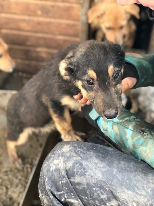 GENTLE - reserviert Hundescheune Fläming - vermittelt – Bild 3
